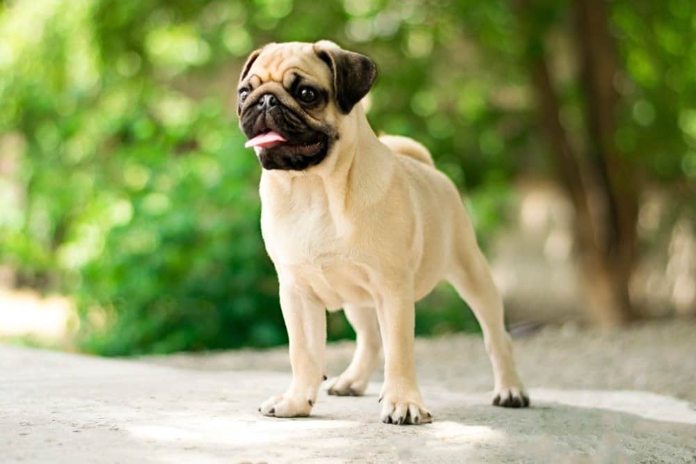 Pug