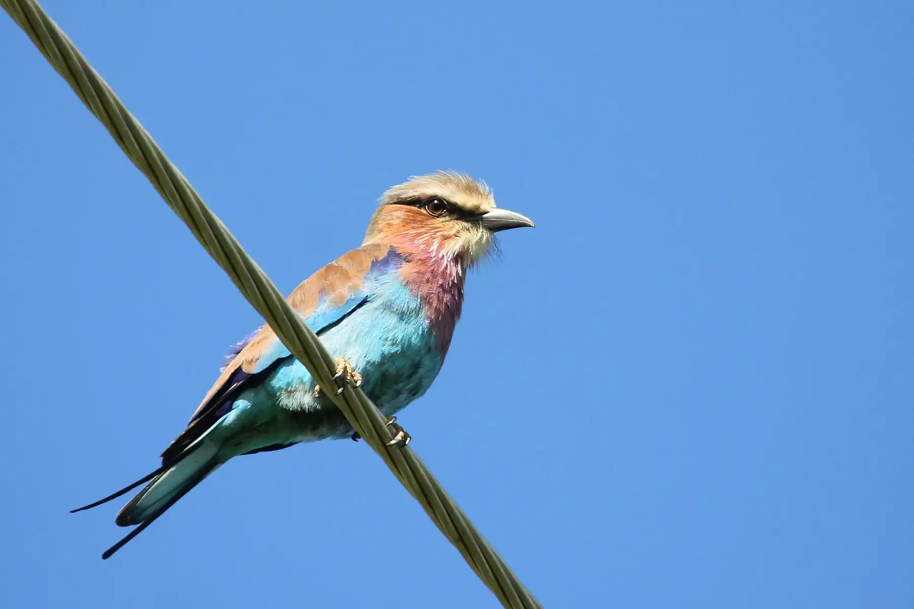 Birding Safaris